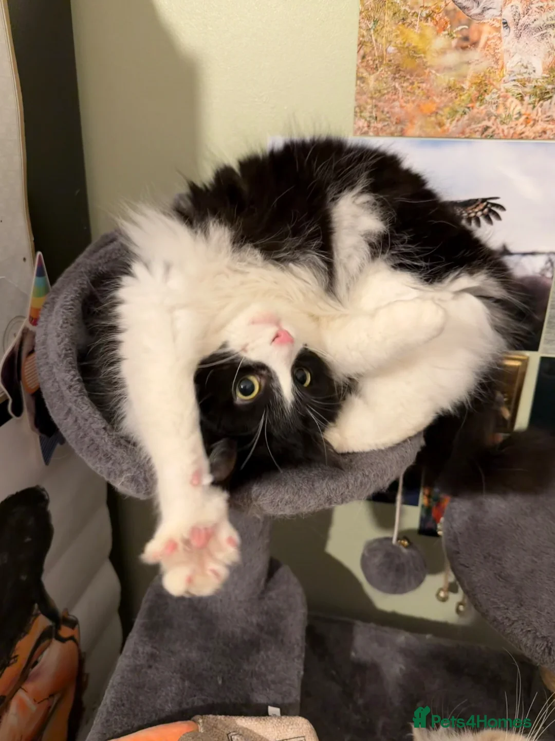 Mixed Breed cats for sale: Beautful Boy Bear *Indoor only* - Advert 1