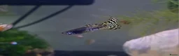 Bettas fish for sale: guppies mix - Advert 8