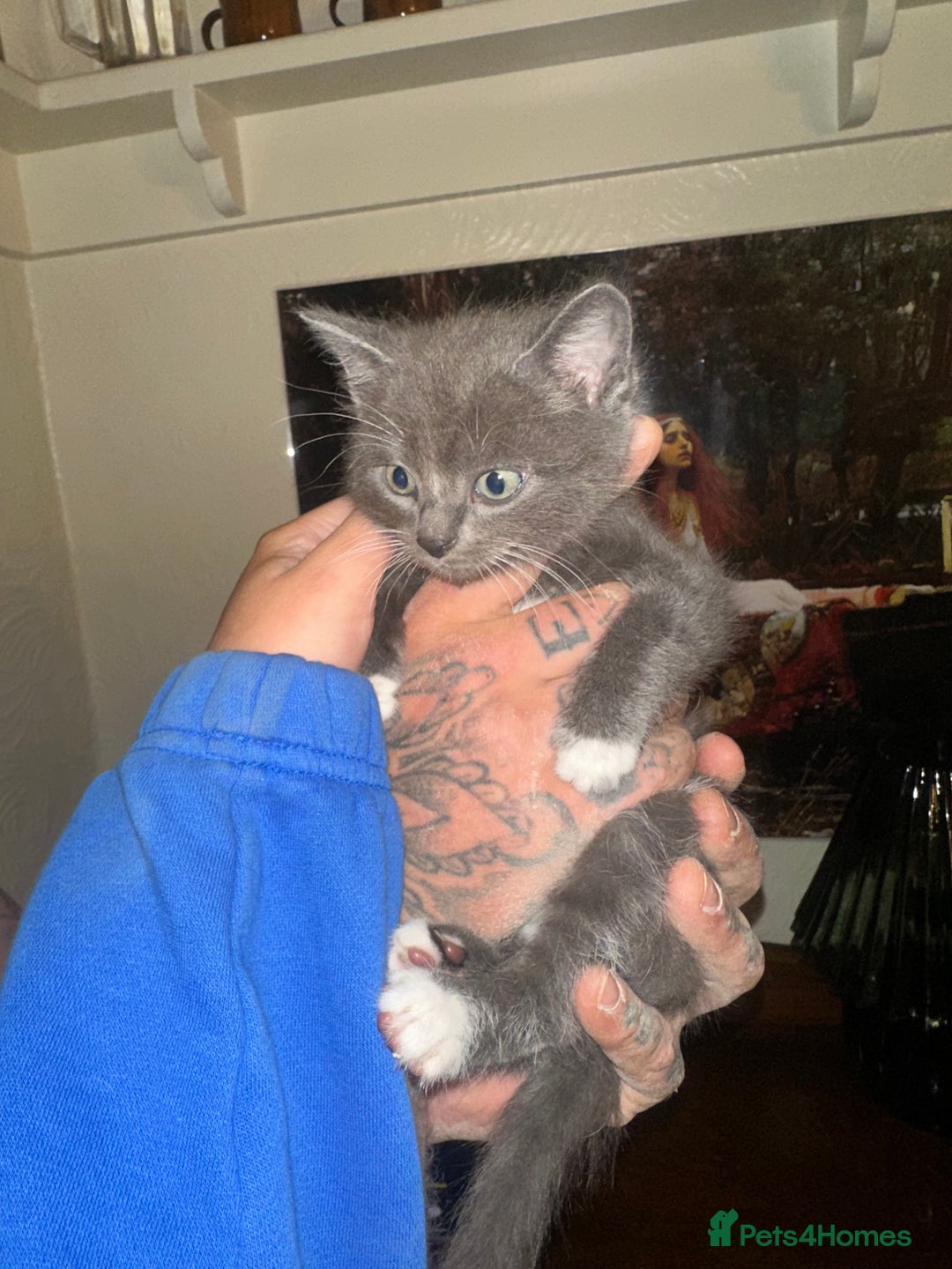 Nebelung cats for sale: 5 beautiful kittens available  in Bradford - Image 21
