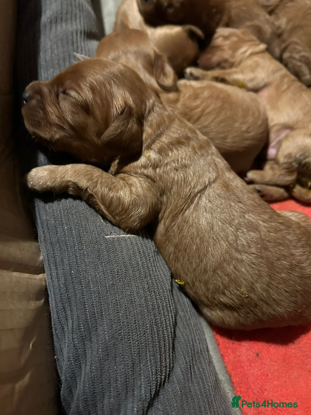 Cavapoo dogs for stud: PROVEN F1 Red Cavapoo stud-DNA Fully health tested - Advert 20