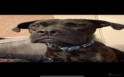 Mixed Breed dogs for sale: Meet chase - Image 6