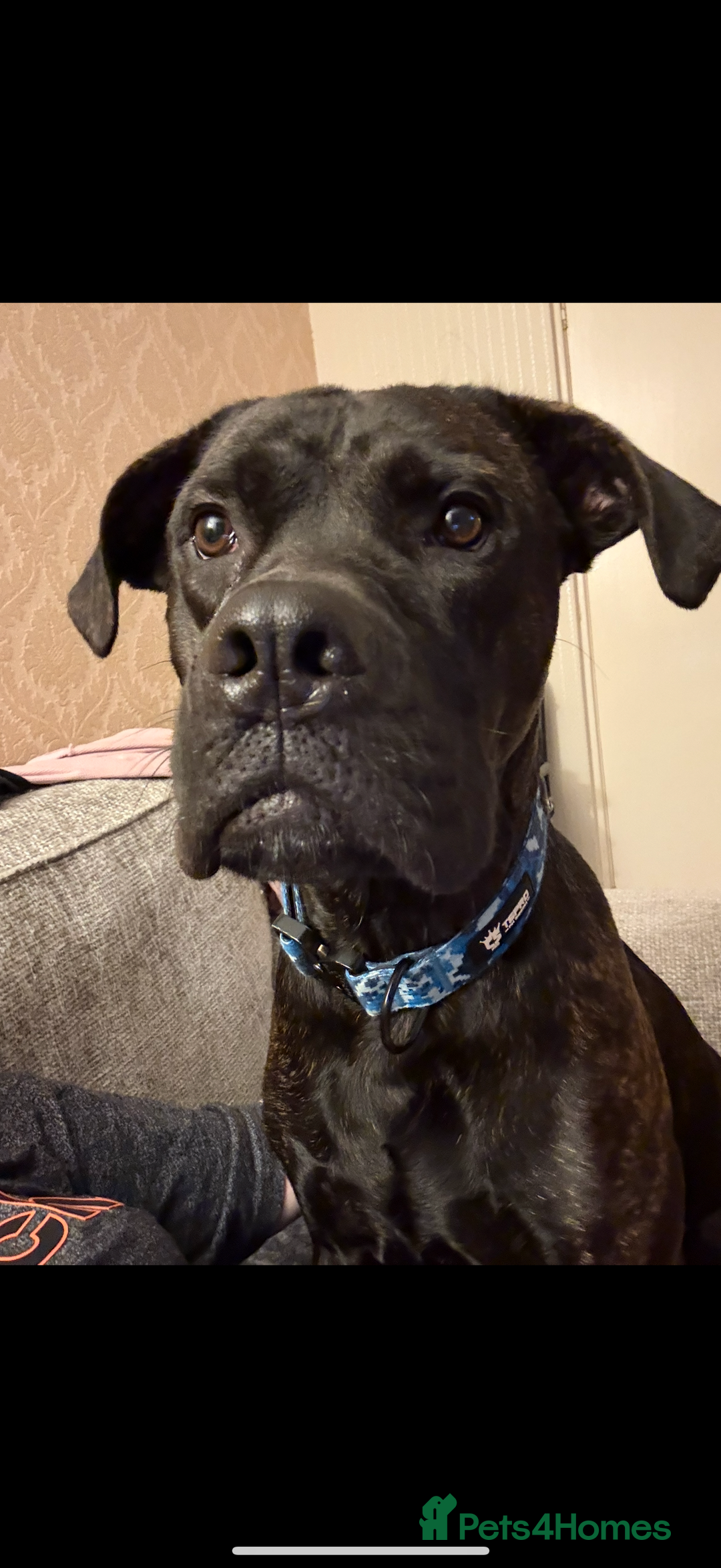 Mixed Breed dogs for sale: Meet chase - Image 6
