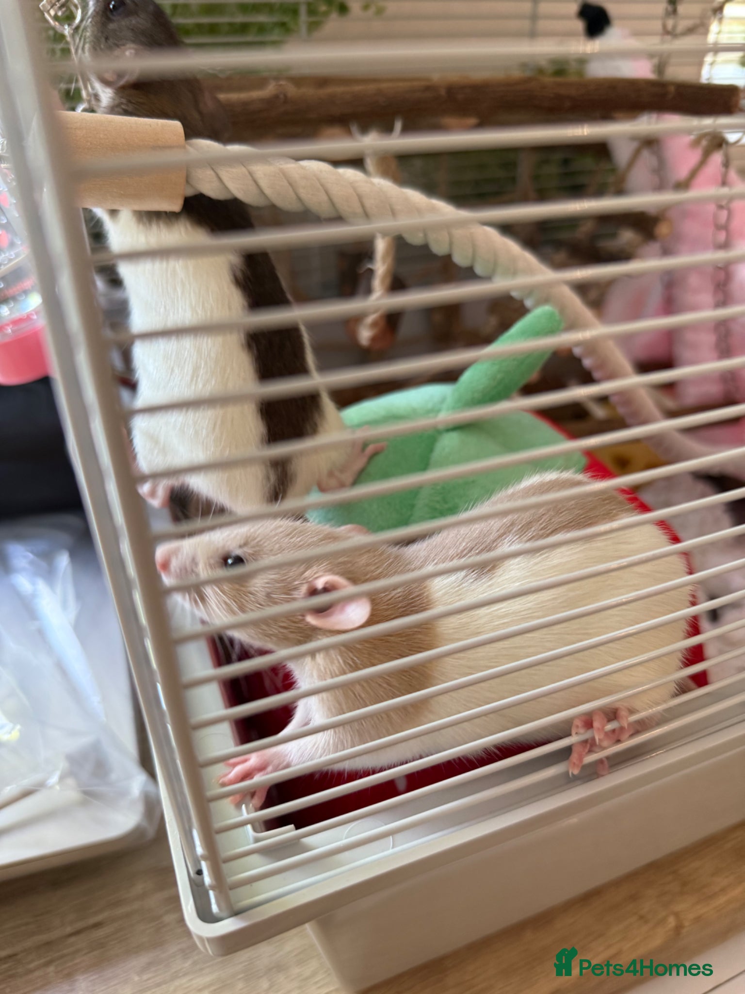 Rat rodents X2 Baby Rats - Advert 1