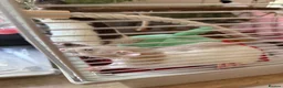 Rat rodents for sale: X2 Baby Rats in Newport - Advert 1