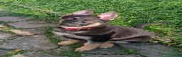 German Shepherd dogs for sale: German shephard puppies female - Advert 3