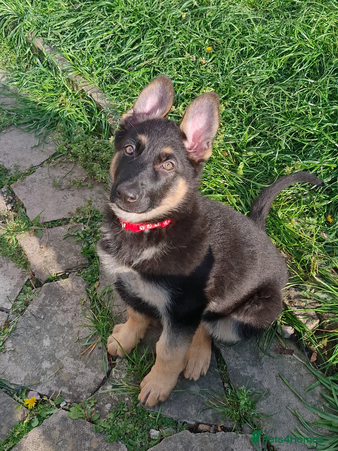 German Shepherd dogs for sale: German shephard puppies female - Advert 3