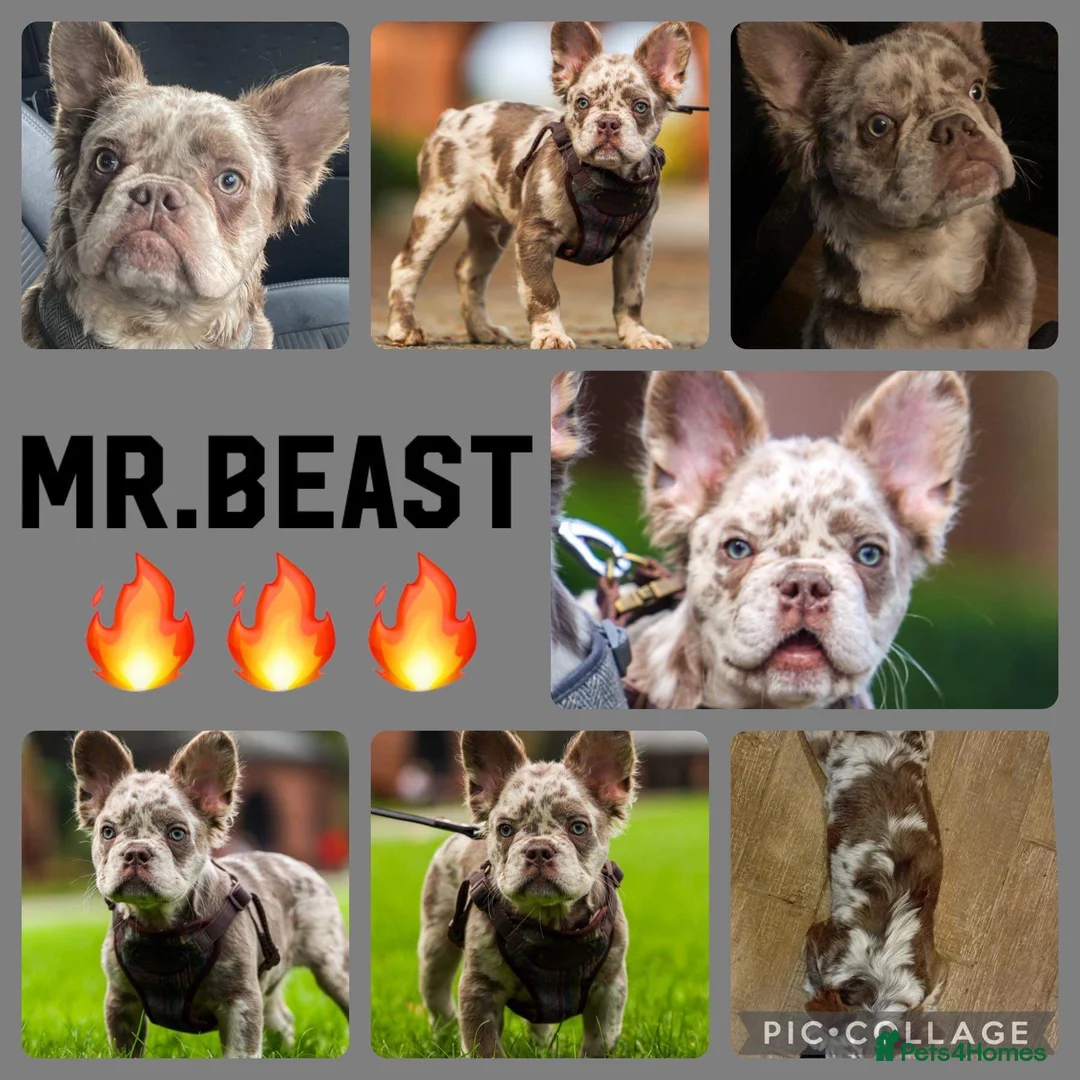French Bulldog dogs for sale: Newshade Isabella Merle French bulldog - Advert 5
