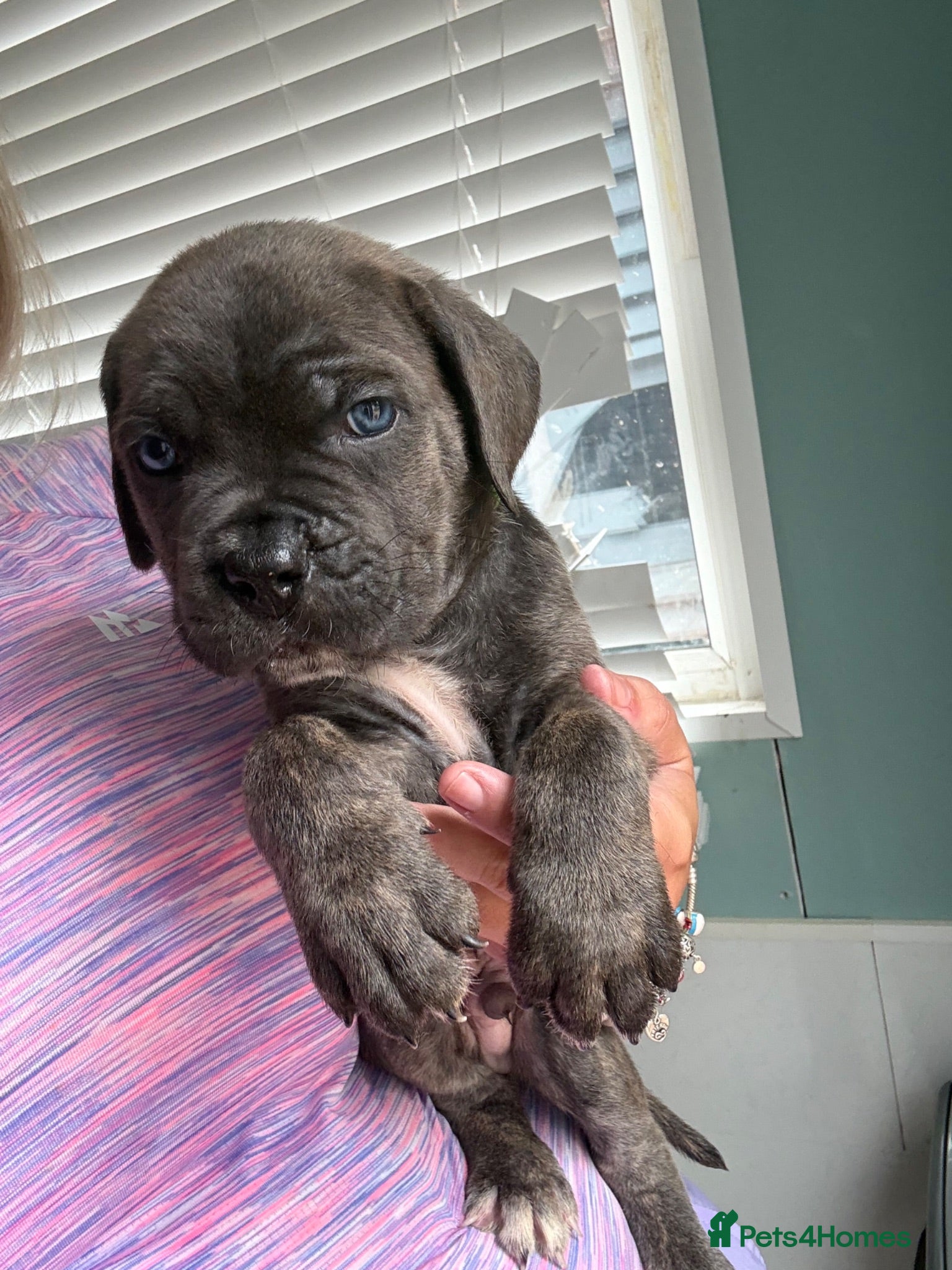 Cane Corso dogs Stunning cane corso 🐶 - Advert 1