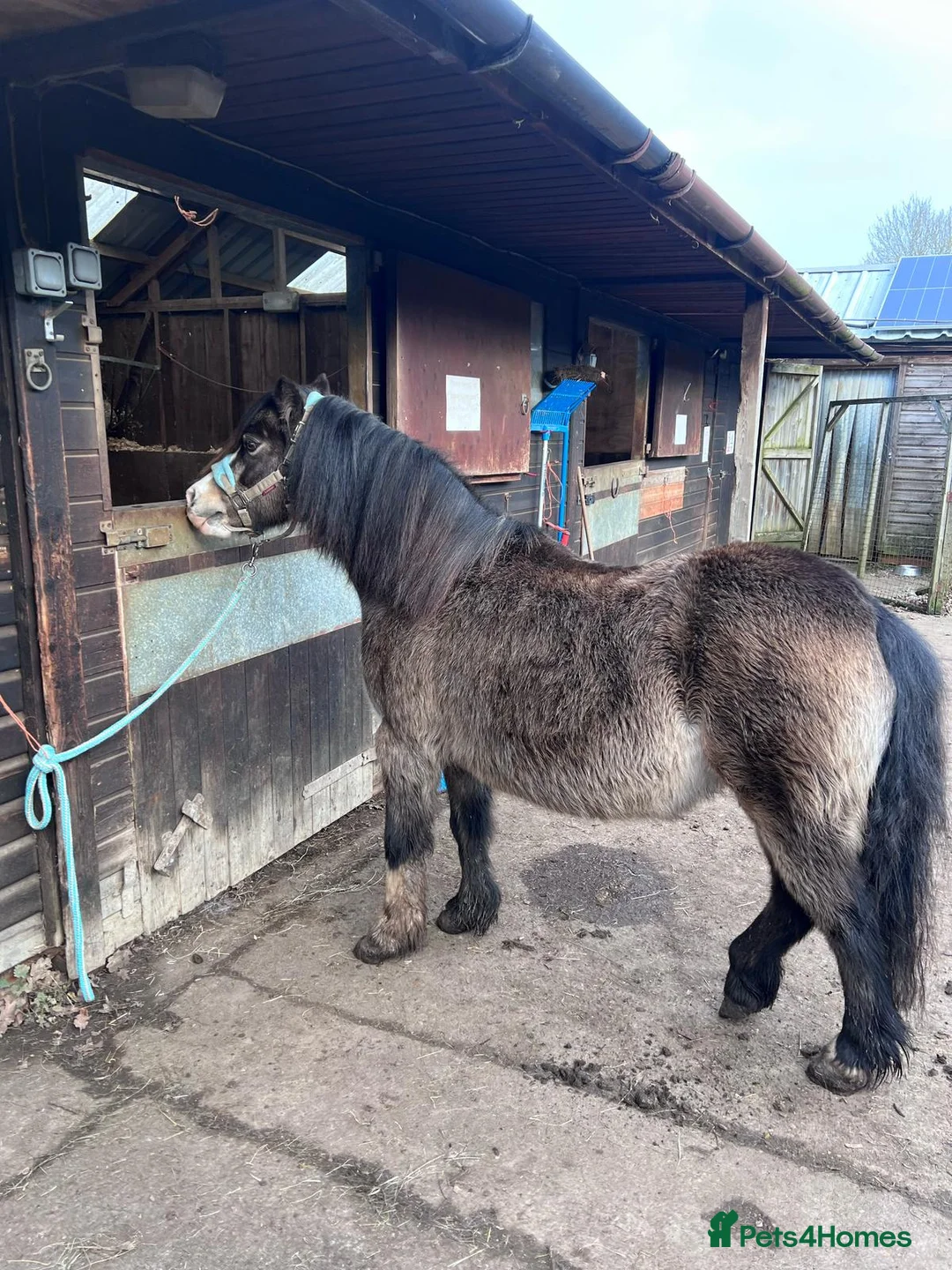 Welsh Section A horses for sale: 12 hh weich section A - Advert 2