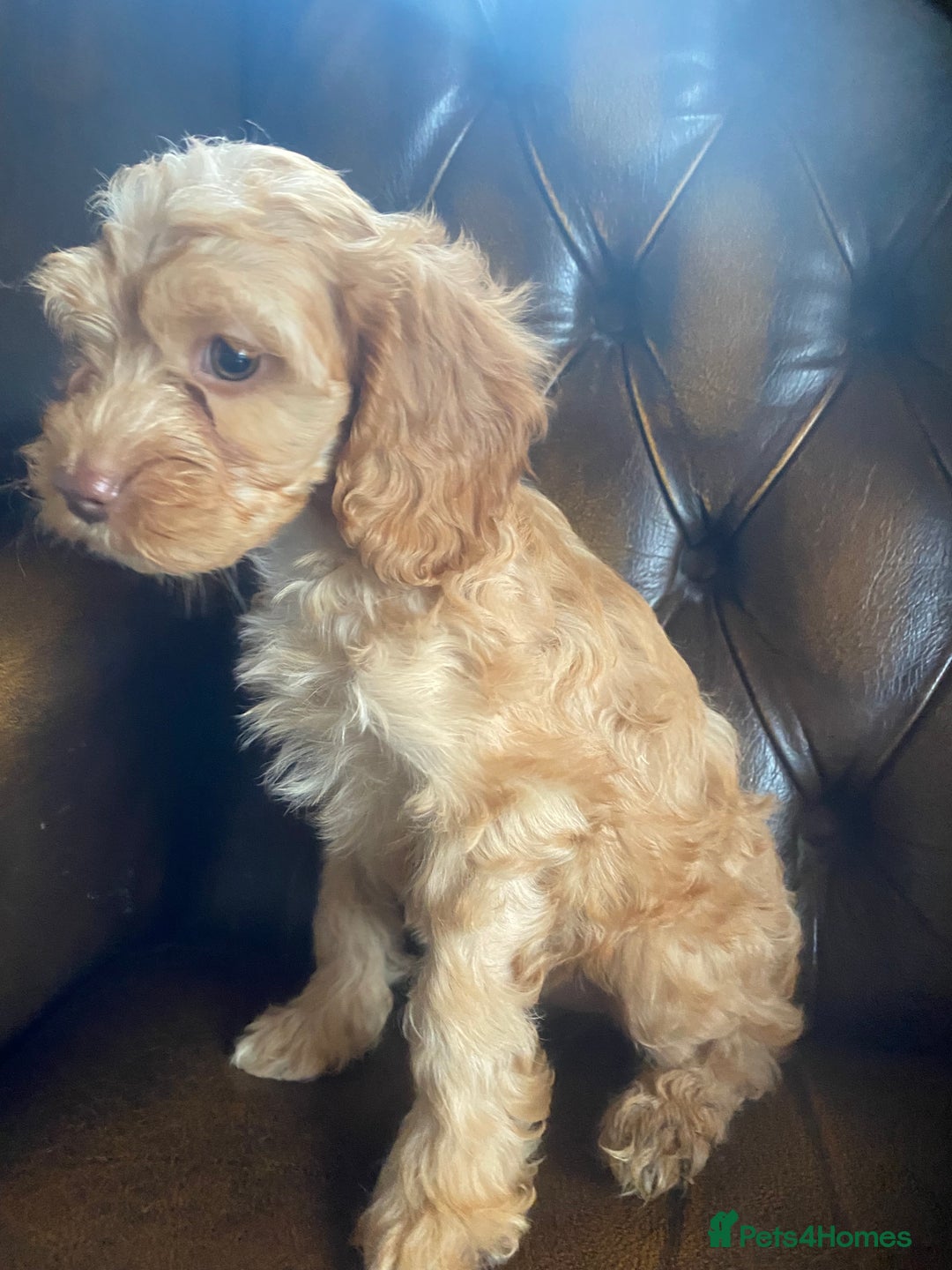 Cockapoo dogs for sale: Cockapoos  - Image 28