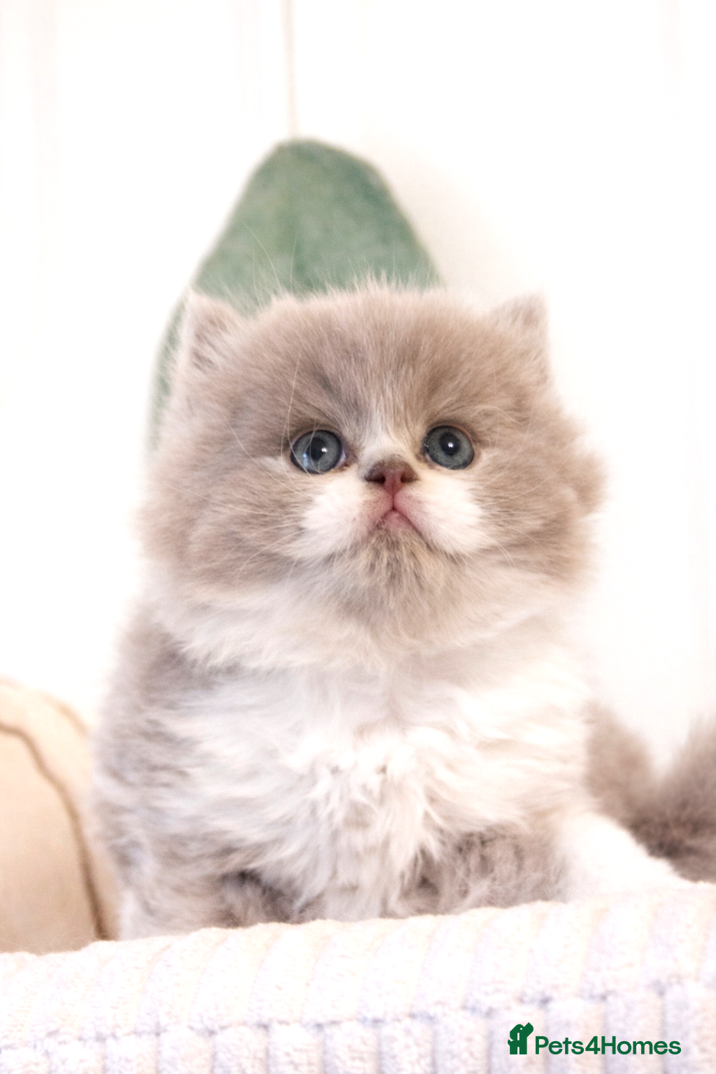 British Shorthair cats 🏆 GCCF British Shorthair/Longhair kittens 💫 - Advert 14