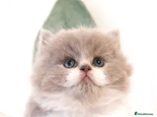 British Shorthair cats 🏆 GCCF British Shorthair/Longhair kittens 💫 - Advert 14