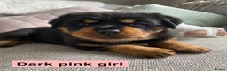 Rottweiler dogs for sale: Beautiful KC Rottweiler puppies ready 18.10.26 - Advert 7