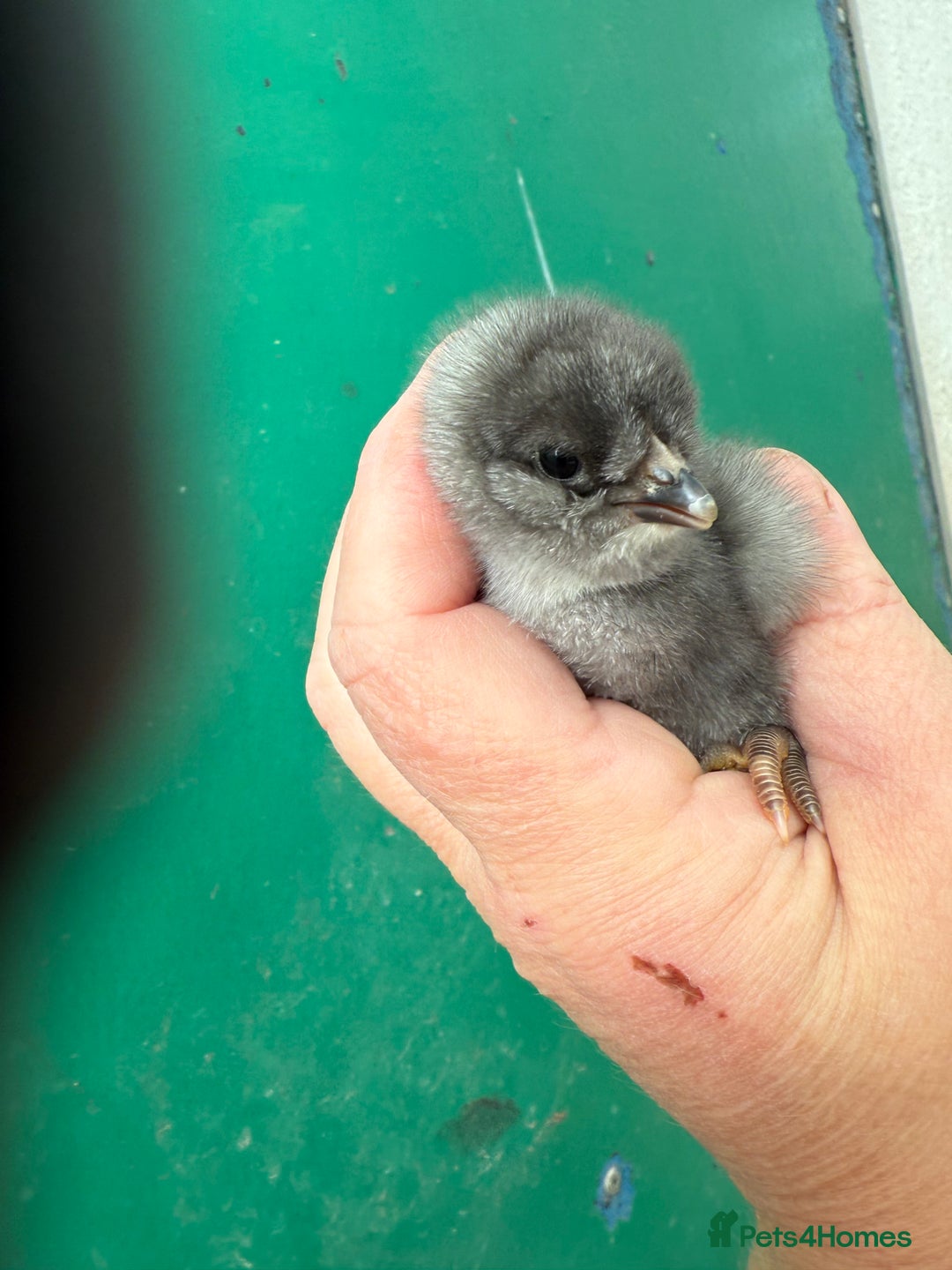 Chickens poultry for sale: Day old chicks, Are you chasing the rainbow eggs.  - Image 4