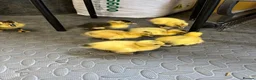 Ducks poultry for sale: Ducklings  - Advert 2