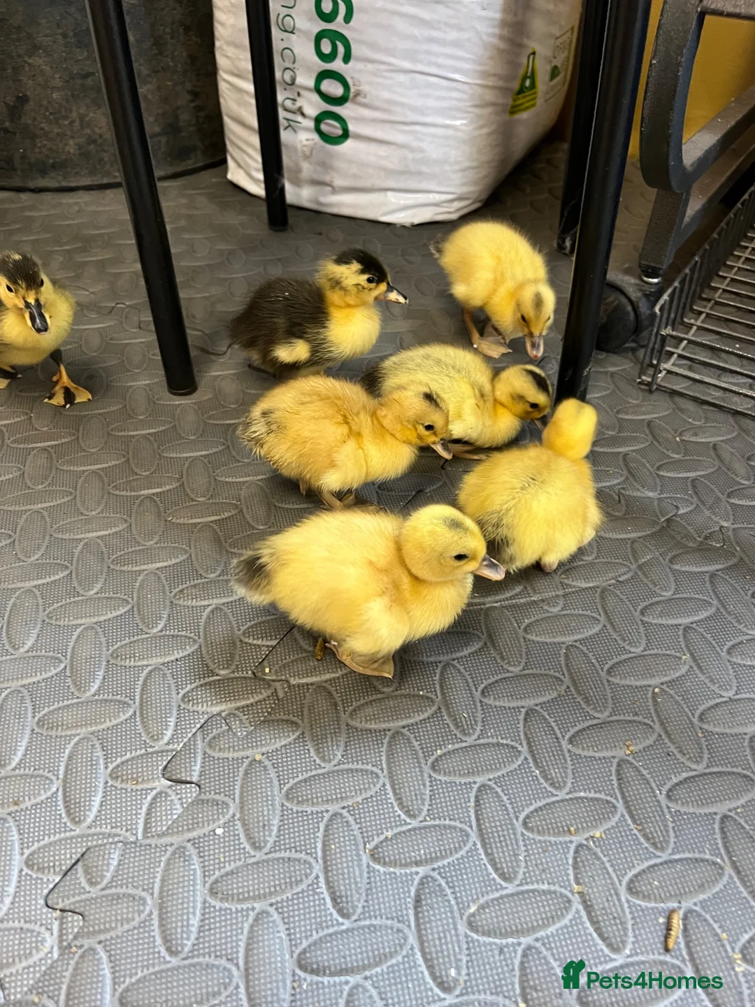 Ducks poultry for sale: Ducklings  - Advert 2