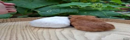 Guinea Pig rodents for sale: Guineapigs  in Rugby - Advert 2