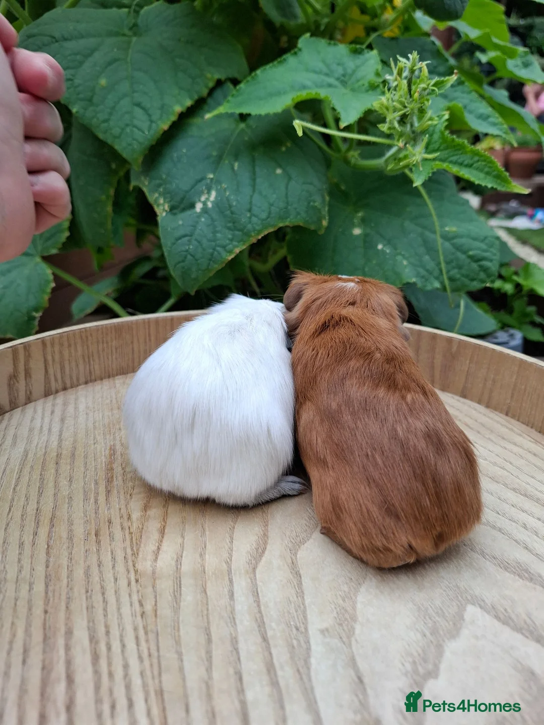 Guinea Pig rodents for sale: Guineapigs  in Rugby - Advert 2