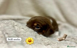 Miniature Dachshund dogs for sale: EXCEPTIONAL QUALITY MINIATURE DACHSHUND PUPPIES.  - Advert 11