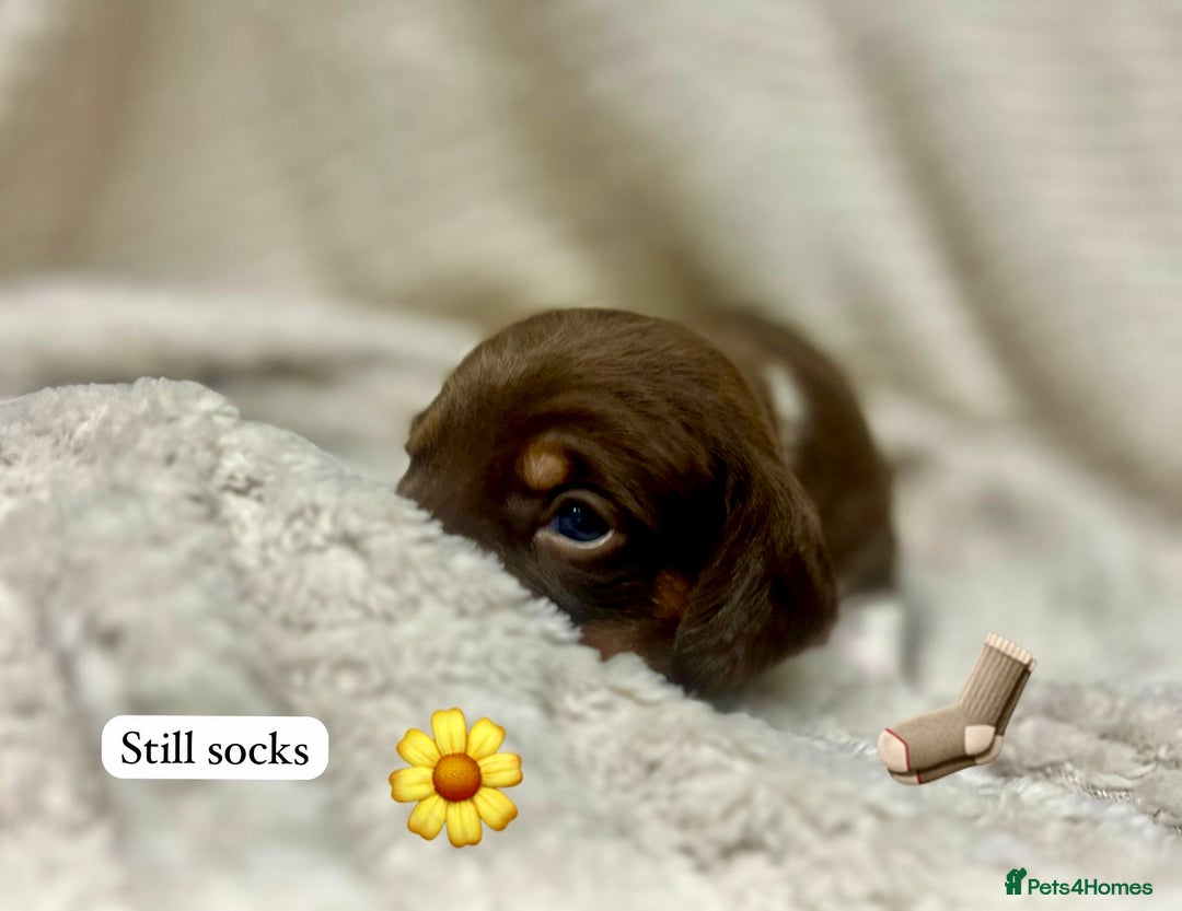 Miniature Dachshund dogs for sale: EXCEPTIONAL QUALITY MINIATURE DACHSHUND PUPPIES.  - Advert 11