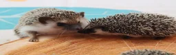 Pygmy Hedgehog rodents for sale: Three beautiful boys for sale - Advert 19