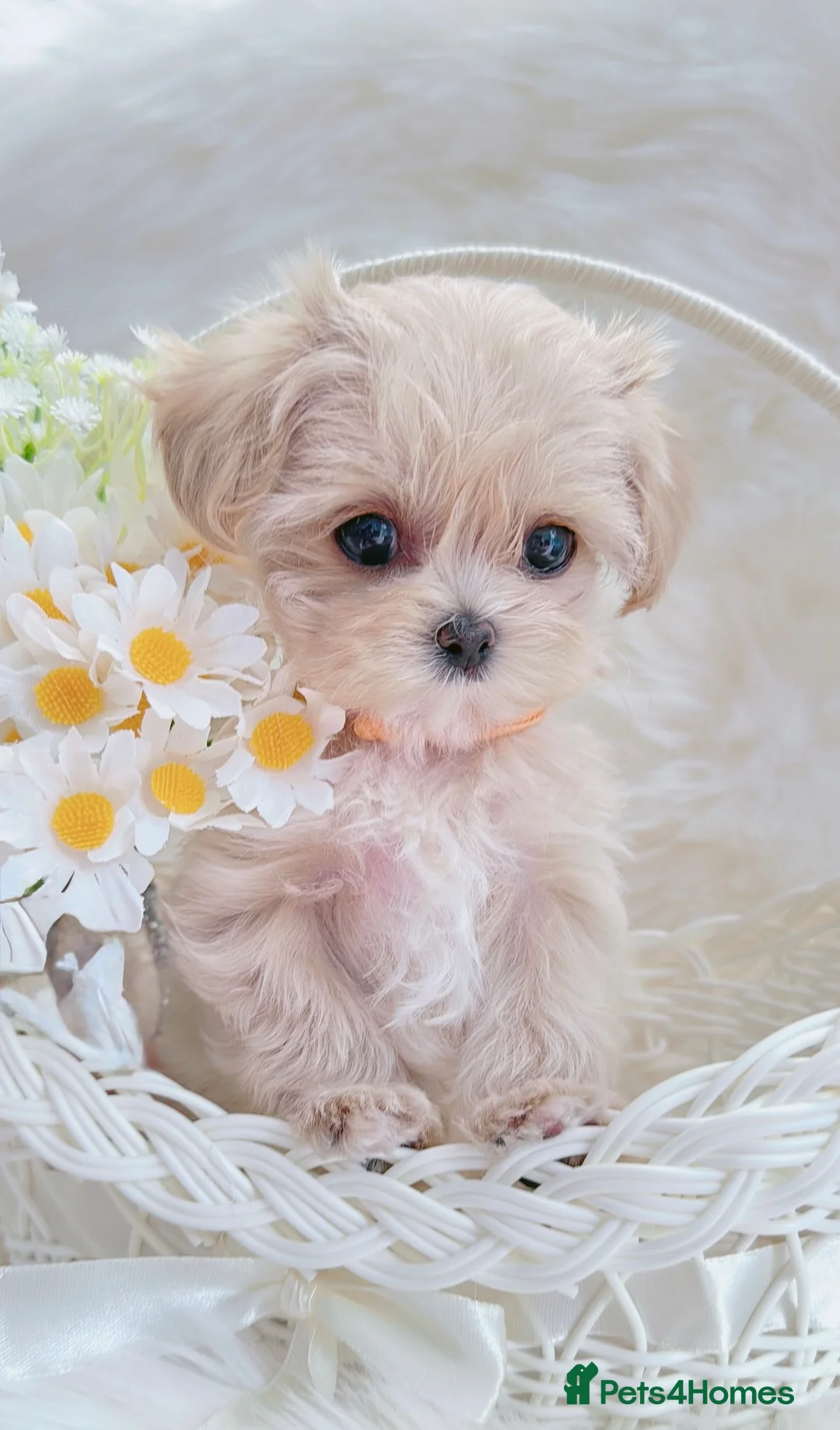 Maltipoo dogs for sale: Extra small F1 maltipoo puppies  in Doncaster - Advert 2
