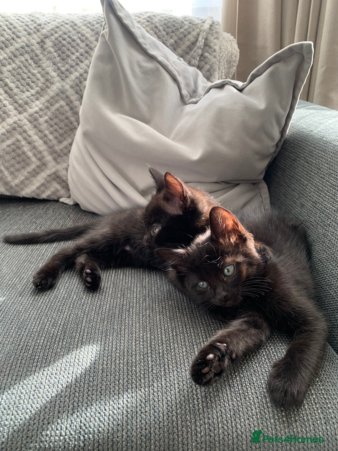 Mixed Breed cats for sale: Black/ brown striped  - Image 3