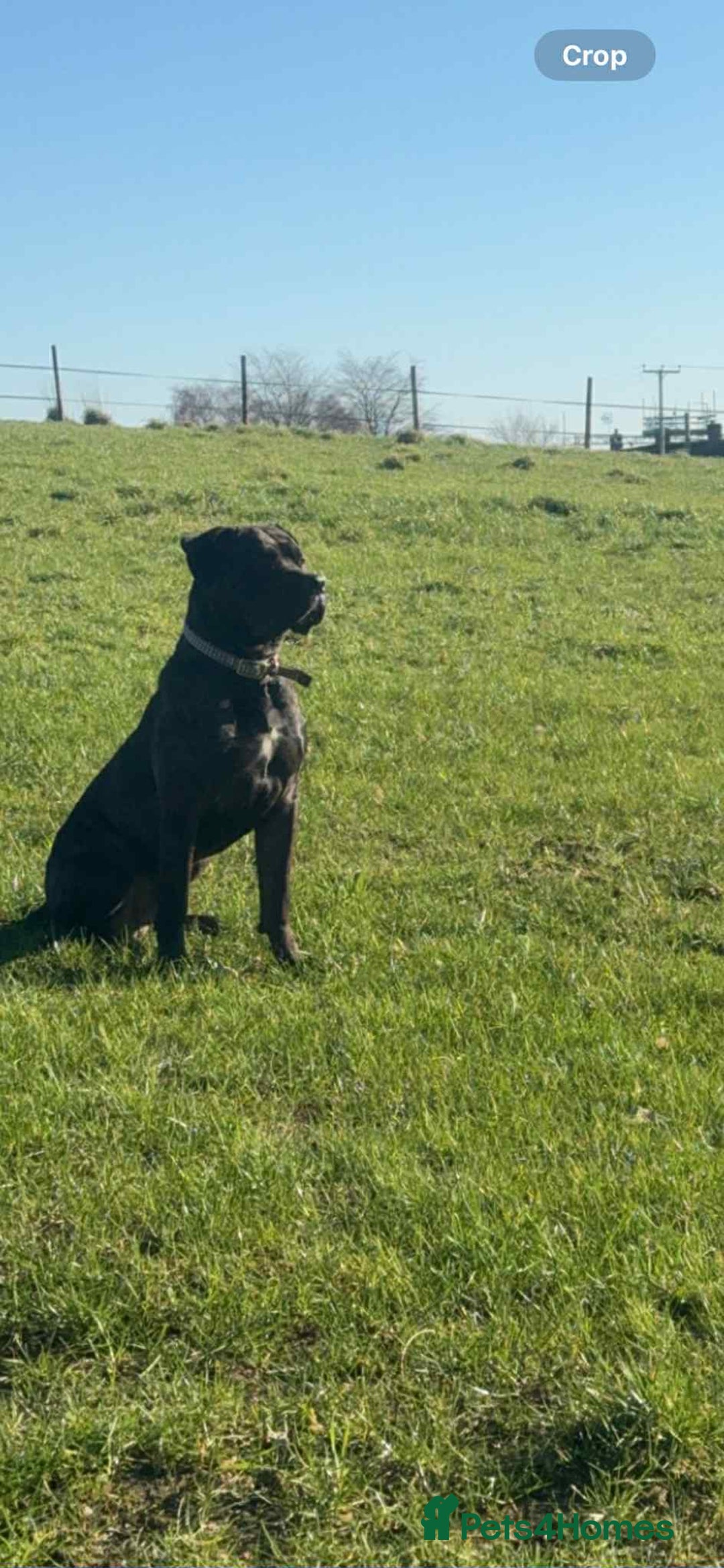 Cane Corso dogs for stud: For stud - Image 2