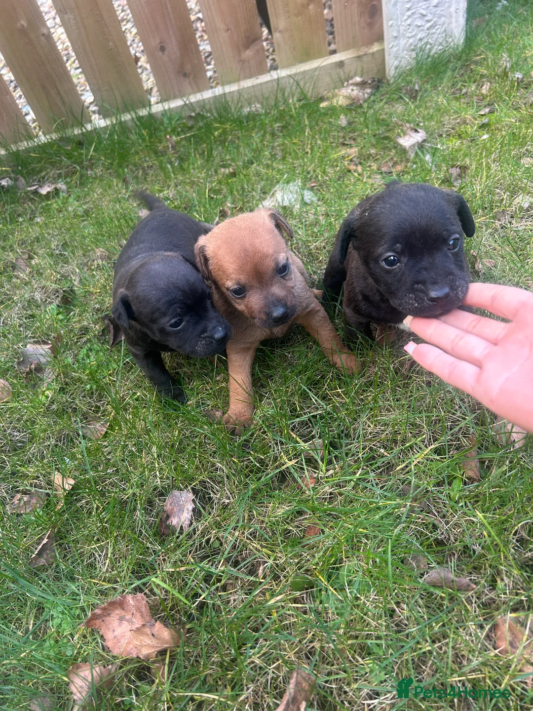 Patterdale Terrier dogs for sale: Stunning Patterdale pups  - Advert 27