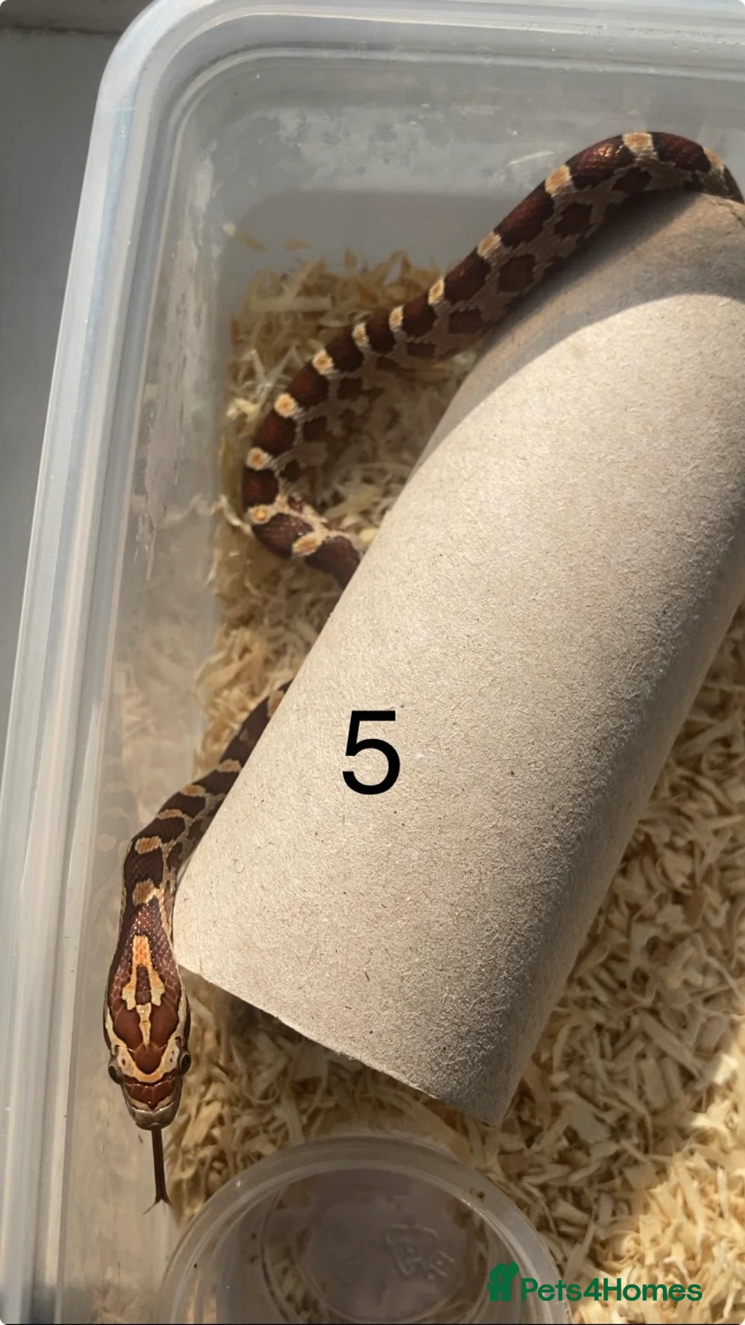Corn Snake reptiles for sale: Very Tame Baby corn snakes - Advert 2