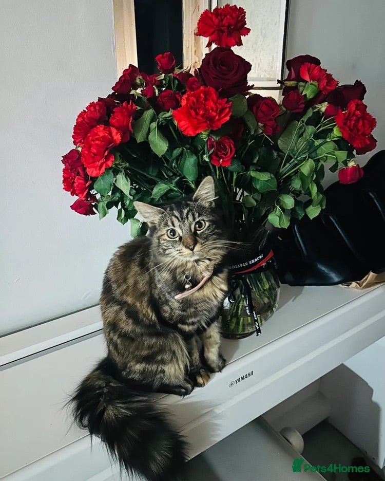Mixed Breed cats Loving Mother Cat & Beautiful Kittens for sale - Advert 1