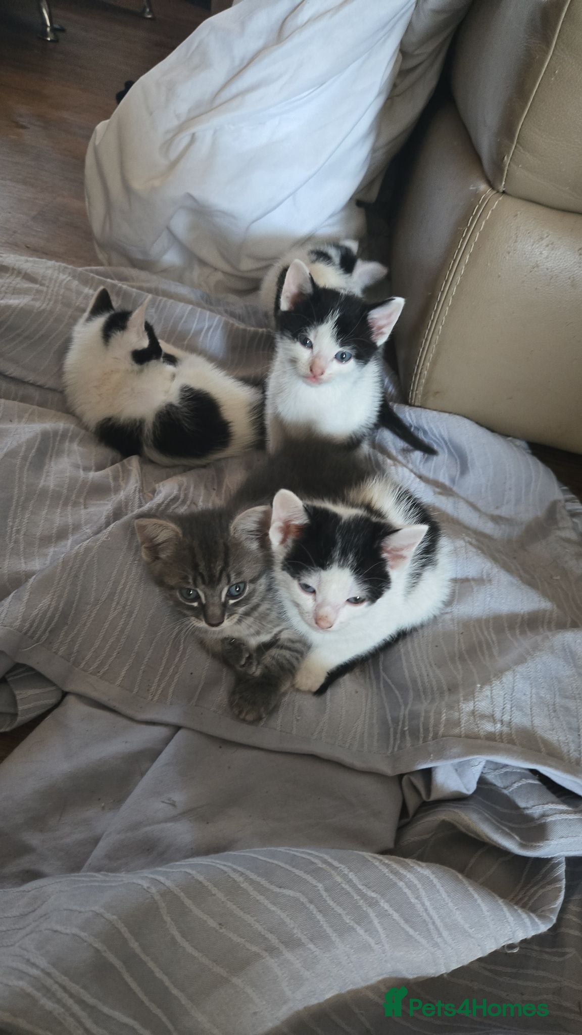 Mixed Breed cats 6xKittens🐈‍⬛️🐈 - Advert 2