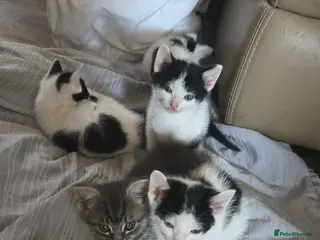 Mixed Breed cats 6xKittens🐈⬛️🐈 - Advert 2