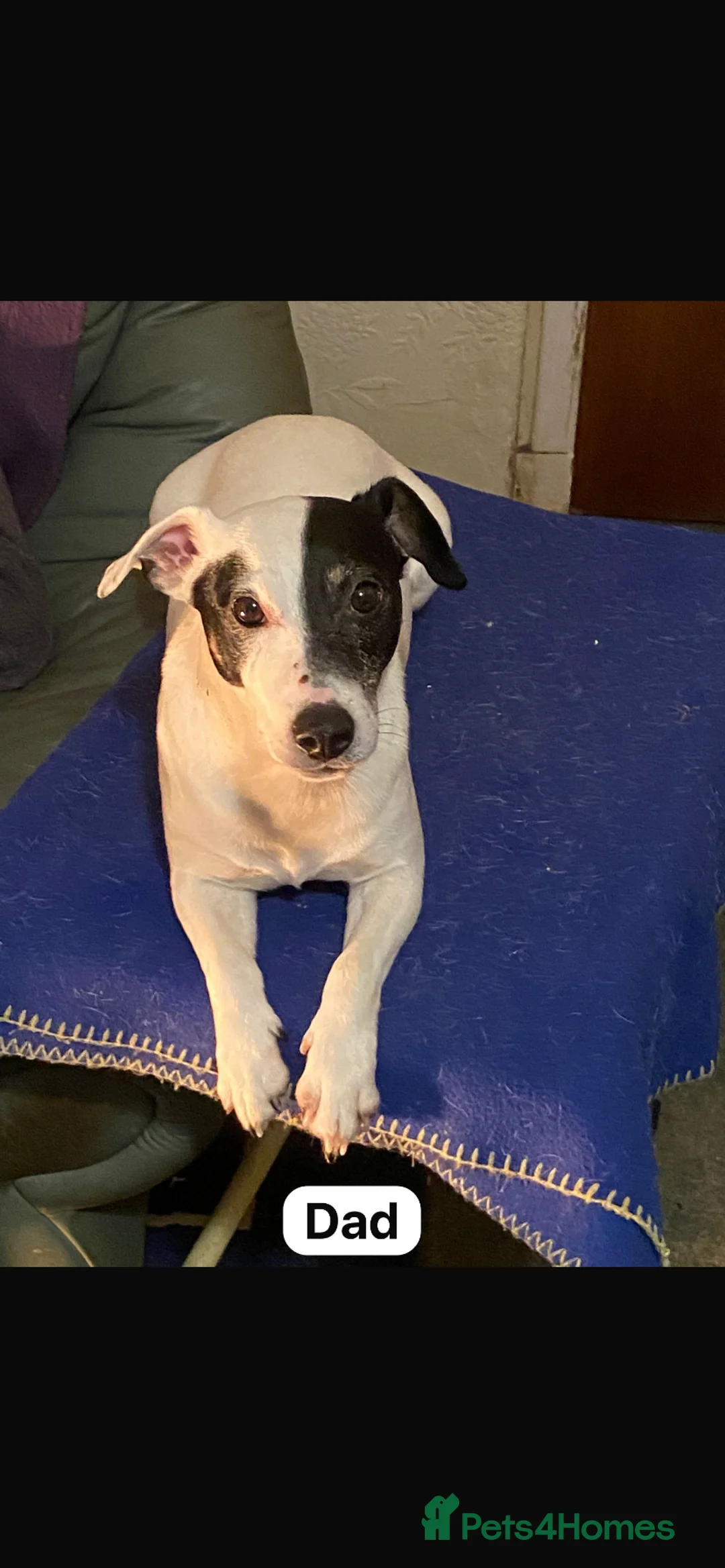 Jack Russell dogs for sale: Jack Russell  - Advert 3