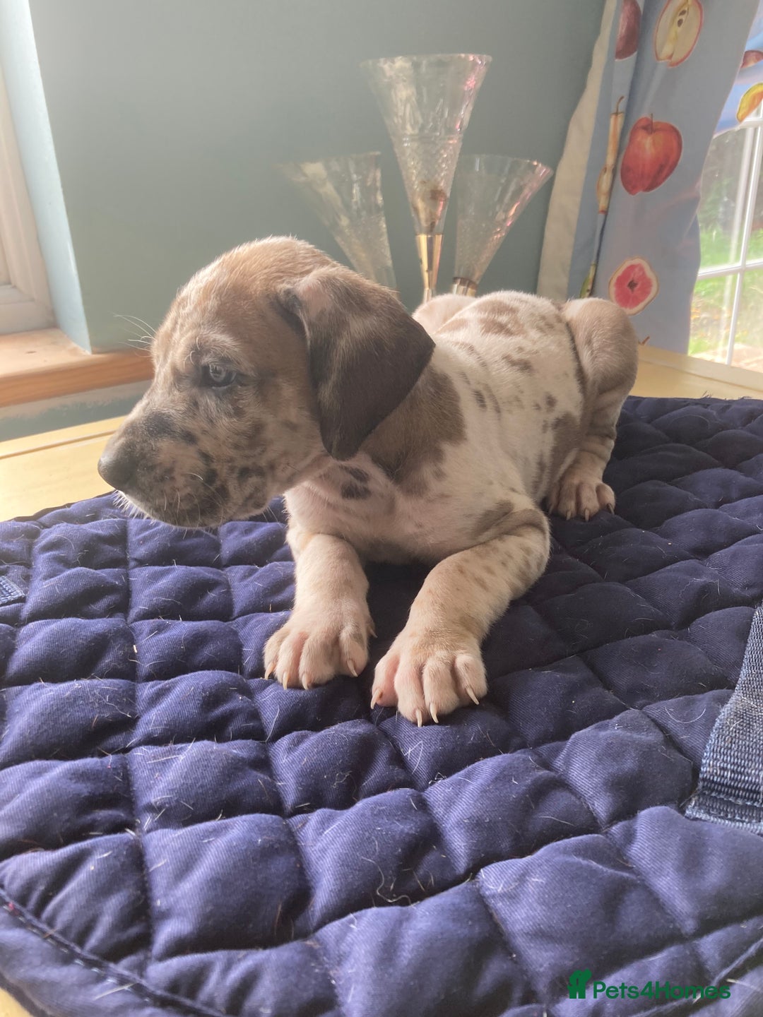 Great Dane dogs for sale: Harlequin pups  - Image 7
