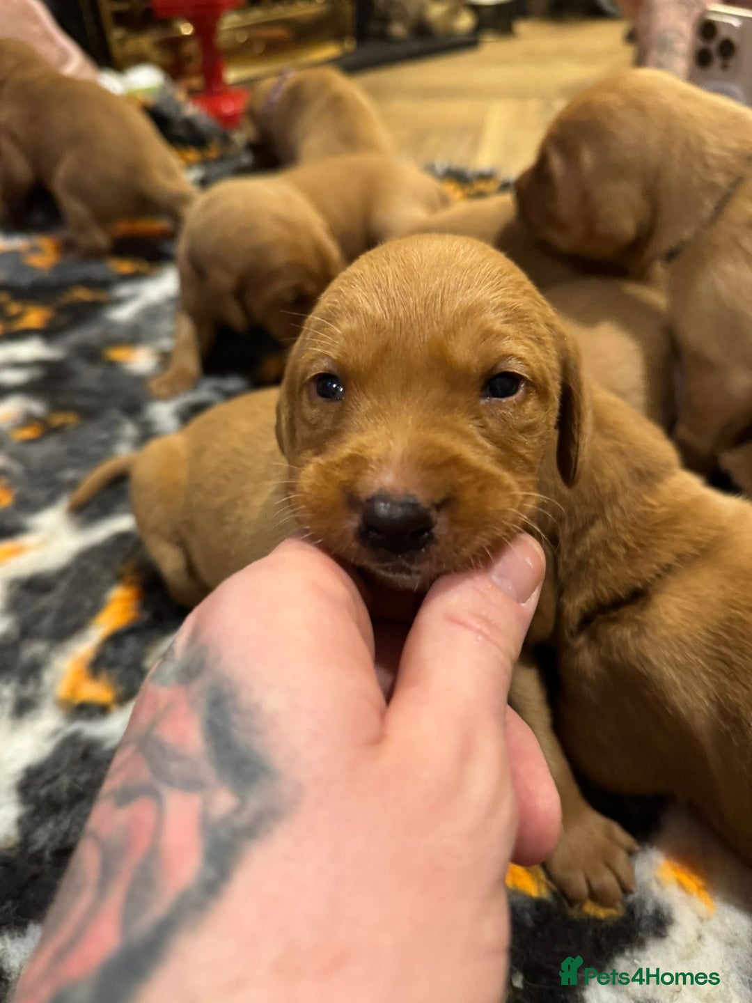 Labrador Retriever dogs for sale: Stunning 5* KC registered Fox Red Labradors - Advert 6