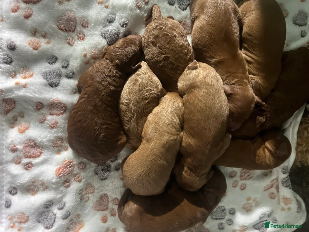 Irish Doodle dogs for sale: F1B Miniature Irishdoodles fully tested parents  - Advert 2
