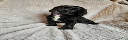 Sprocker dogs for sale: Sprocker Spaniel Puppies - Advert 14