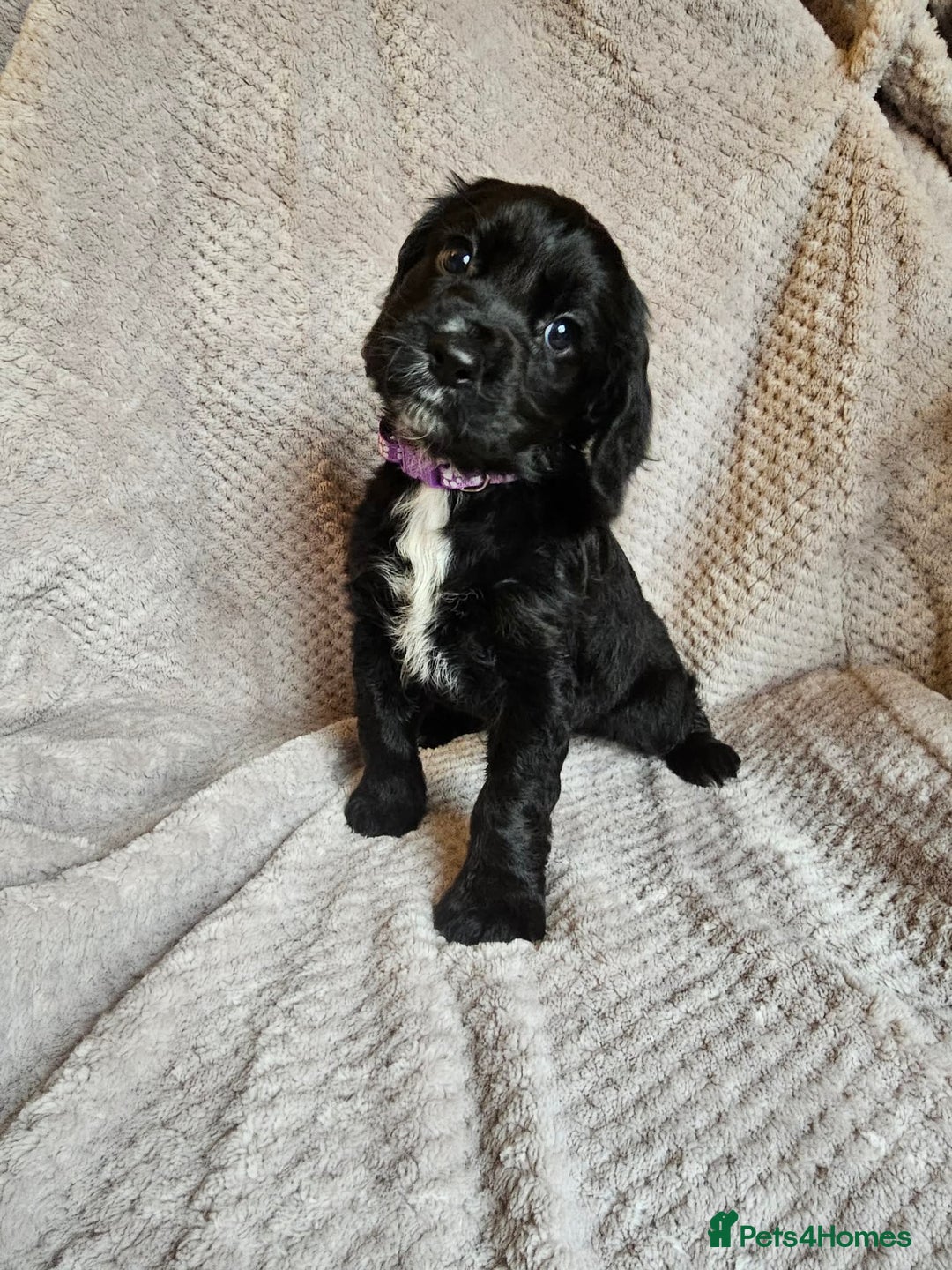 Sprocker dogs for sale: Sprocker Spaniel Puppies - Advert 14