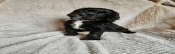 Sprocker dogs for sale: Sprocker Spaniel Puppies * only 1 left * - Advert 14