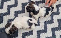 Shih Tzu dogs for sale: wonderful puppies  - Image 11