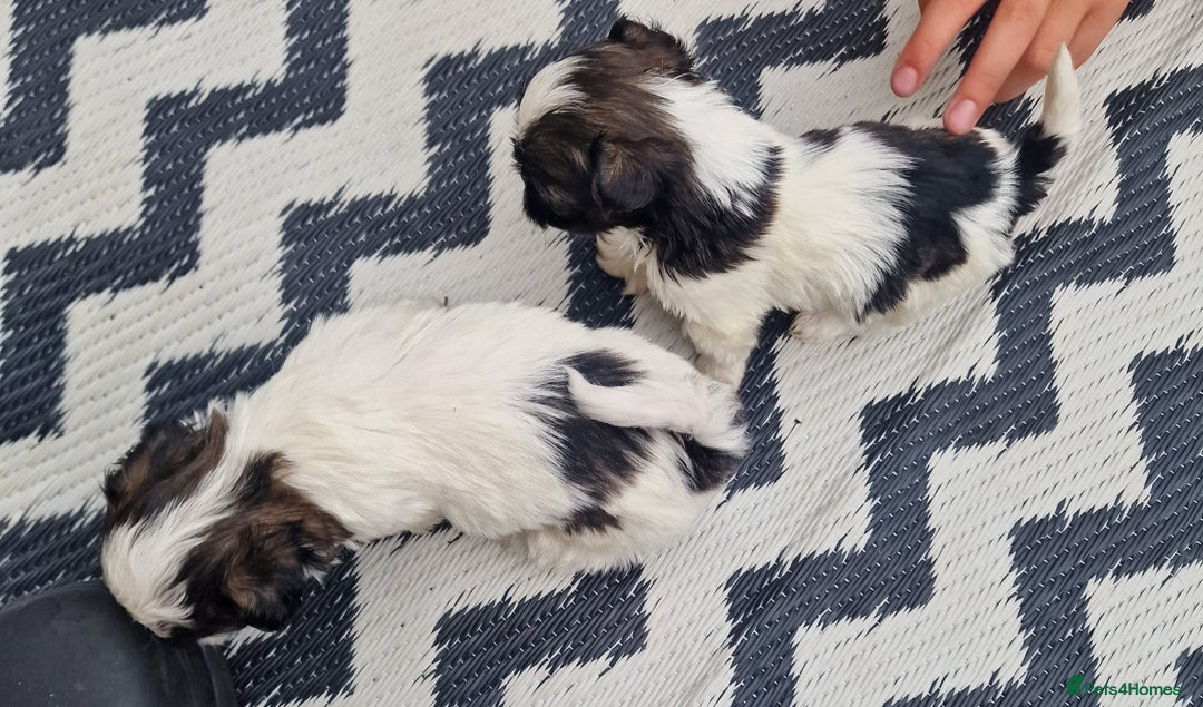 Shih Tzu dogs for sale: wonderful puppies  - Image 11