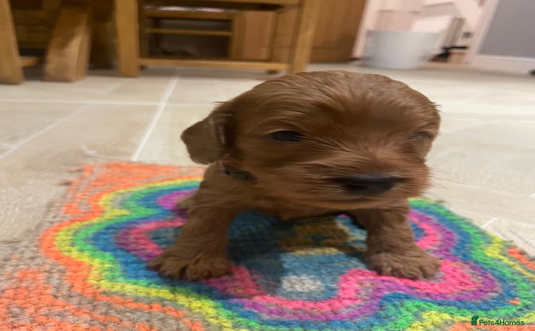 Cockapoo dogs - Advert 5