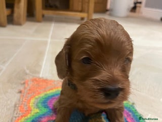 Cockapoo dogs - Advert 21