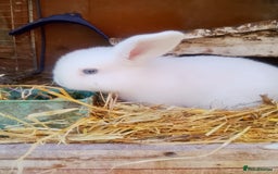 Dwarf Lop rabbits for sale: Breeding pair  - Image 9