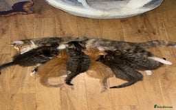 Maine Coon cats for sale: 6 Maine Coon cross* Kittens  - Image 1
