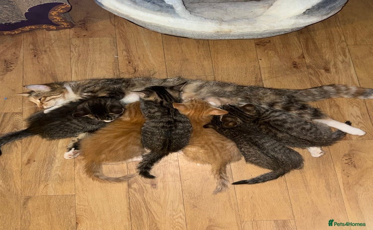 Maine Coon cats - Advert 1