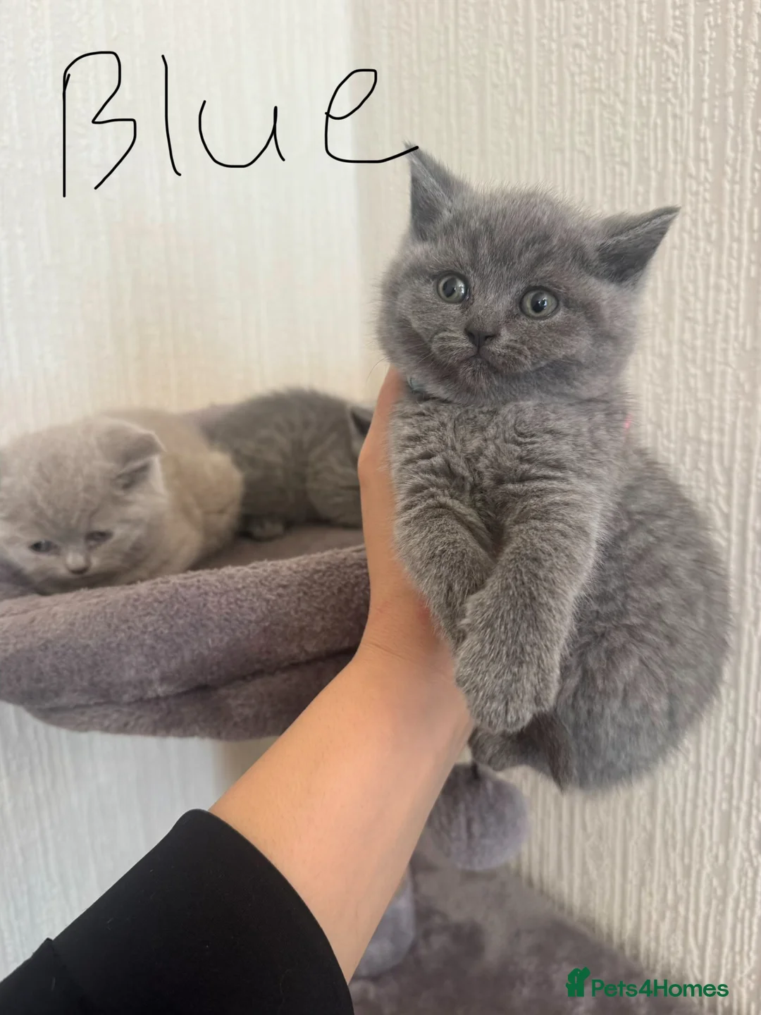 British Shorthair cats for sale: British Shorthair kittens  - Advert 1