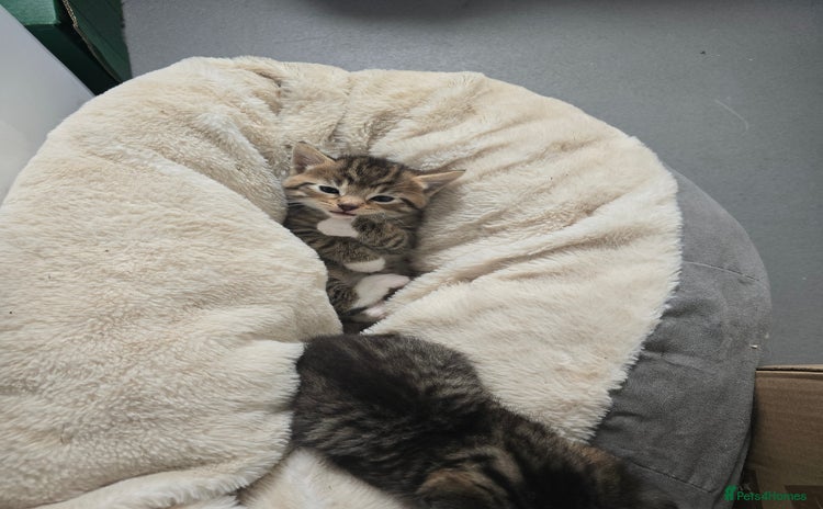 Domestic Shorthair cats - Advert 1