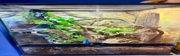 Gecko reptiles for sale: Gargoyle Gecko with enclosure  - Advert 5